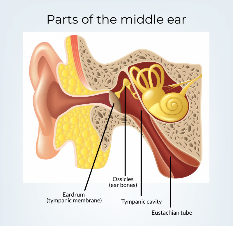 Anatomy of the middle ear, showing the eustachian tube. 