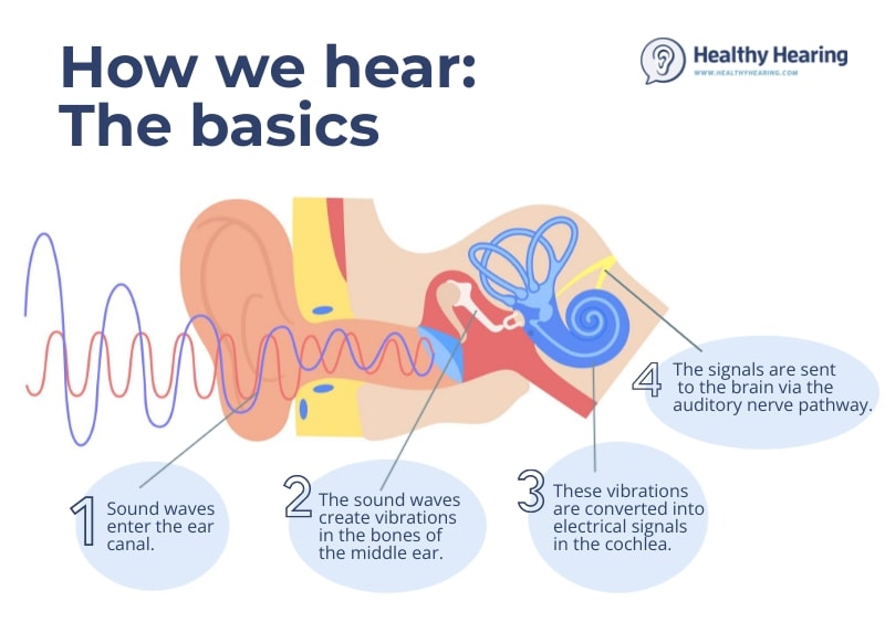 Infographic showing the steps of how human hearing works. 